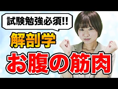 【解剖学】これで試験突破!!解剖学のお腹の筋肉について