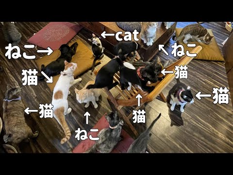 I saw a strange creature at a cat café [ENG SUB]