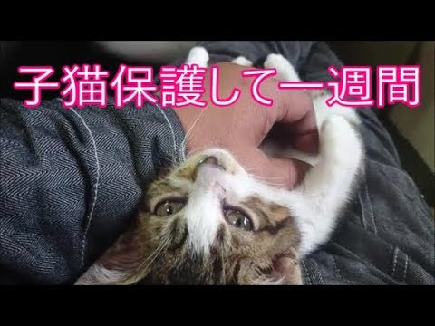 子猫保護から一週間　爪切りと挨拶出来たよ