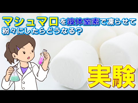 マシュマロを液体窒素で凍らせて粉砕したら、どうなるの？