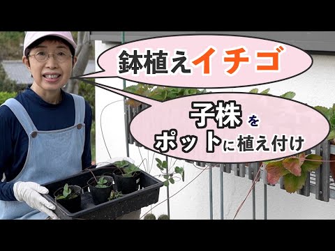 鉢植えイチゴのランナーが伸びて子株をポットに植え付け