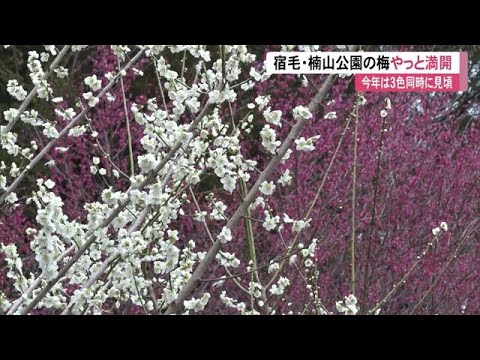 《3色同時に楽しめます》赤・白・ピンク　楠山公園の梅やっと満開「今年は珍しい感じ」【高知】 (25/03/06 11:40)