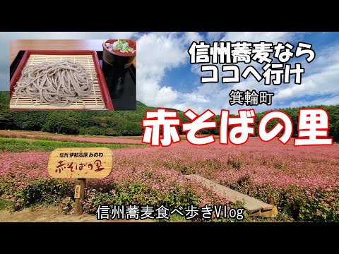 【信州蕎麦ならココへ行け】番外編　赤そばの里　箕輪町赤そばの里　赤そば祭り