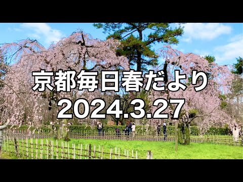 【2024.3.27】京都春の訪れを毎日更新中