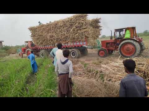 sugarcane farming 😳