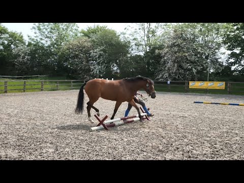 Horse Exercises | Pole at an Angle