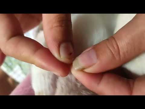 How to kill ticks and fleas | Fleas and ticks on cats | Popping fleas on cats