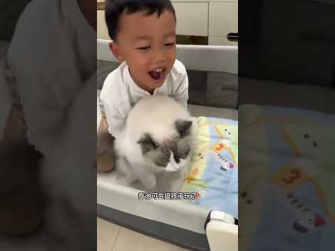 猫咪真会陪孩子玩躲猫猫…真爱实锤了 #布偶猫 #萌娃和萌宠 #猫和孩子