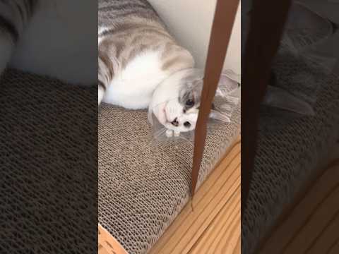 完全スルー #ねこ動画 #cat #保護猫 #ねこと暮らす #おもしろい動物 #ことねこくらし #ねこじゃらし