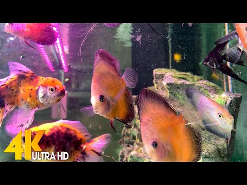 Aquarium fish at aquatic aquarium store, Beautiful coral reef in 4K Ultra HD