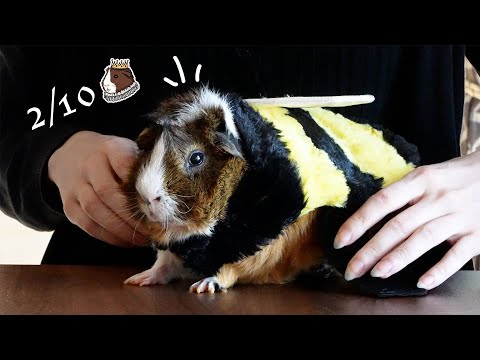 My Guinea Pig Reviews Halloween Costumes