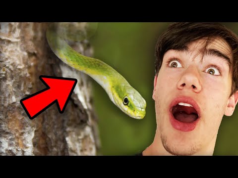 How to find invisible snakes!