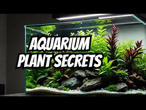 Top 21 Low Light Plants For Aquariums 🌿