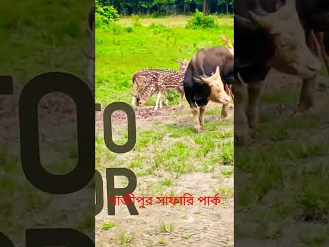 গাজীপুর সাফারি পার্ক/ safari park in Gazipur #GazipurSafariPark @FOODBUZZ #ytshorts #foodtravel