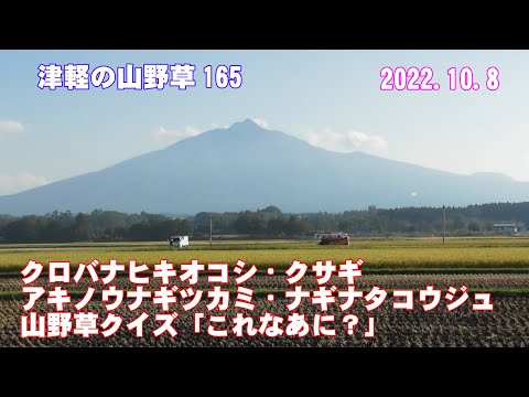 津軽の山野草165(ｸﾛﾊﾞﾅﾋｷｵｺｼ・ｸｻｷﾞ・ｱｷﾉｳﾅｷﾞﾂｶﾐ・ﾅｷﾞﾅﾀｺｳｼﾞｭ・山野草ｸｲｽﾞ)