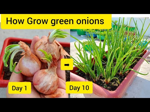 The best way to grow lots of green onions at home within 10 days #onion #gardening