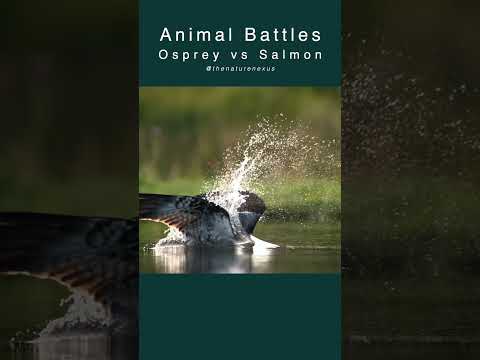 Riverside Predators: Osprey Hunting Fish #ospreys #hunting #fish  #animalshorts