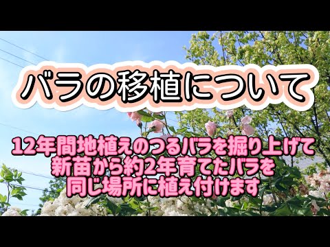 バラの移植について🌹古株を掘り上げ、同じ場所にバラを植える