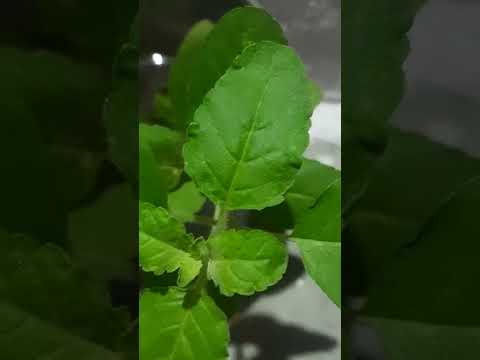 Wonderful || Tulsi plant growing in water like money plant.