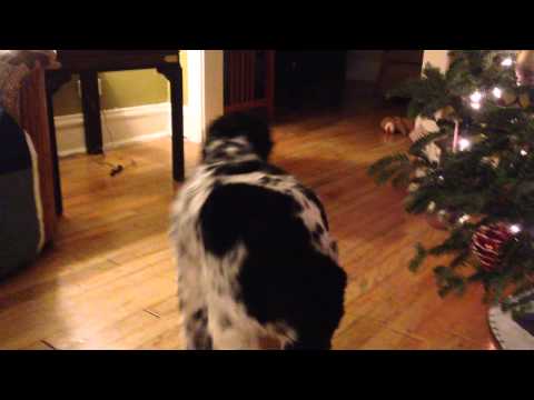 Poor Deaf Peetie Thinks the Christmas Tree is Singing to Her -- December 22, 2014