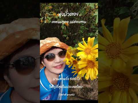 🌼 #ทุ่งบัวตองดอยแม่อูคอ #แม่ฮ่องสอน บานสะพรั่ง 500 ไร่ #ใหญ่ที่สุดในประเทศไทย #ปีละครั้ง