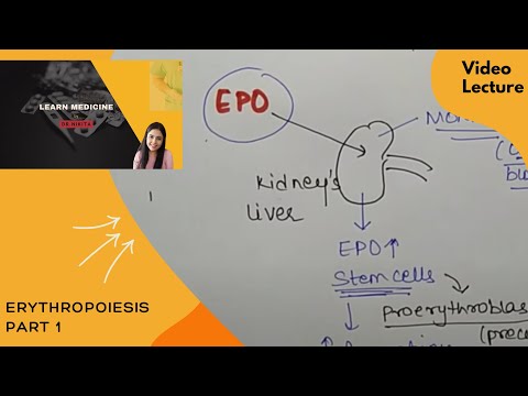 ERYTHROPOIESIS , Steps in RBC formation, Red Blood Cells | Hematopoiesis - Formation of Blood Cells