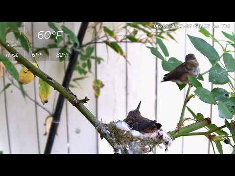 April's Fledging Video Recording(side view)