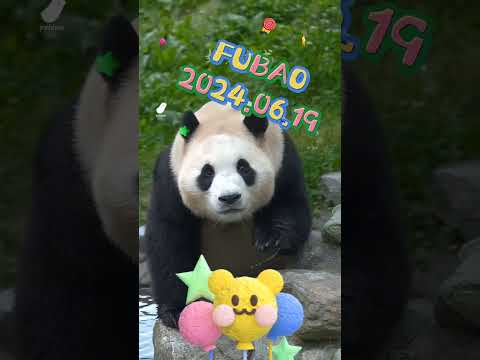 FUBAO2024.06.19 #panda #pets #fubao #cute #animals #adoptme #cutepanda #automobile #petshop #happy