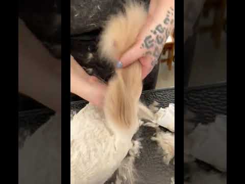 🐱💖✂️ Combing Siberian Cat Tail #siberiancat #siberiancats  #cat #catlover #catvideo #catvideos #cats