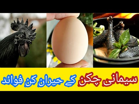 Benefits of Ayam Cemani Meat and Ayam Cemani Eggs for Human Health in Urdu/Hindi