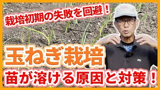 家庭菜園や農園の玉ねぎ栽培で苗が溶けてしまった！？栽培初期の原因と対策と玉ねぎの育て方！【農家直伝】