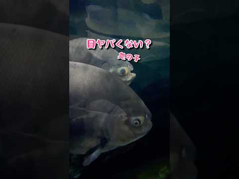 #水族館 #魚 #shorts