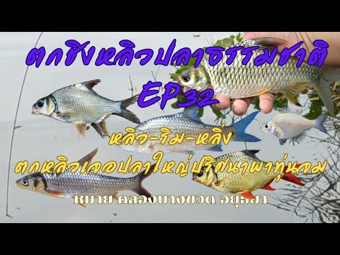 ตกหลิวเจอปลาใหญ่ปริศนาพาทุ่นจม หลิว-ริม-หลิ่ง ตกหลิวธรรมชาติ EP.32 หมายคลองบางขวด อยุธยา