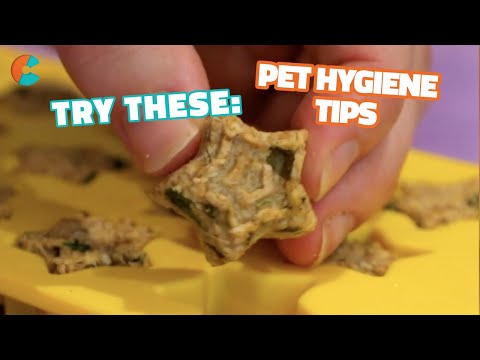 Freshen Your Dog’s Breath Naturally | Craft Factory