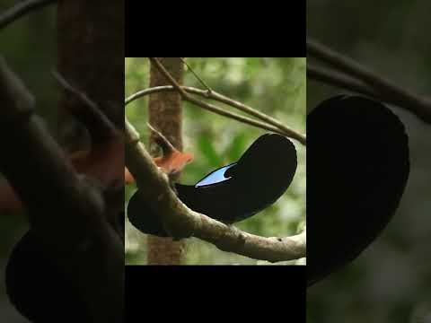 Riflebird male performs amazing dance to attract female #birds