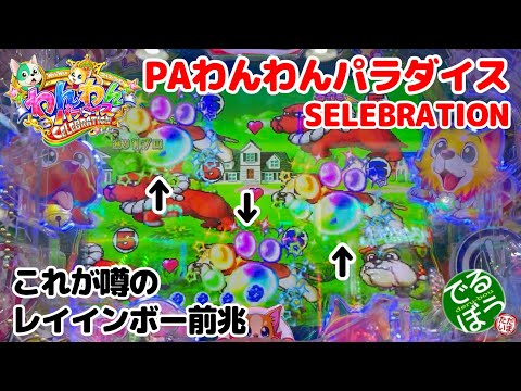 10月9日　パチンコ実践　PAわんわんパラダイスSECELEBRATION　今日こそ上位RUSHに入れたい　遂に出たレインボー前兆