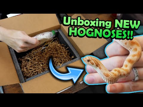 Unboxing New Hognose Snakes! (new morph projects!)