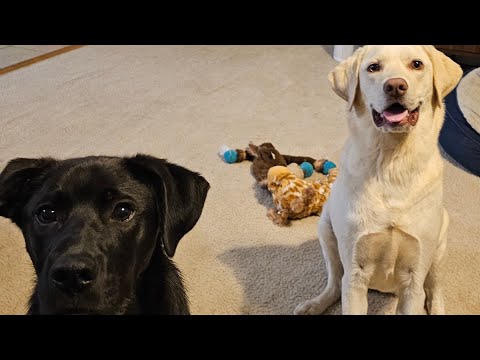 The Doggos demand Q and A Ask me things