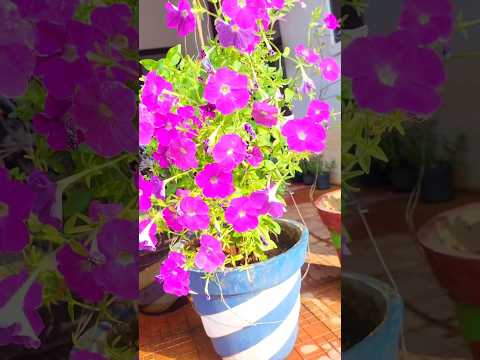 എന്നും നിറയെ പൂക്കൾ തെരുന്ന പെട്യൂണിയ subscribe me #shorts #gardening #petunia #flowers