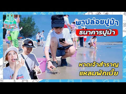 ปล่อยปูม้า - ธนาคารปูม้าหมึกสาย หาดเจ้าสำราญ แหลมผักเบี้ย | BB Travel Ep.99