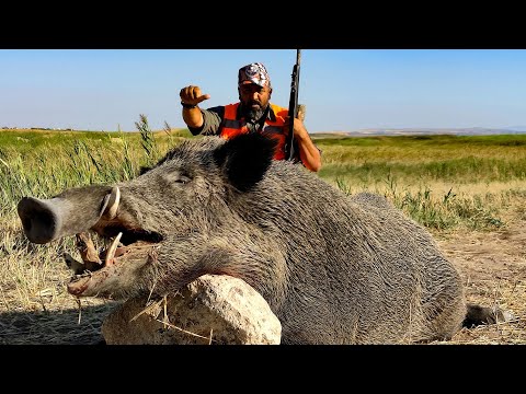 MONSTER WILD BOAR HUNTING - KOÇHİSAR CANAVARI DOMUZ AVI