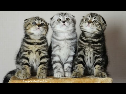 Chorus Line of Dancing Scottish Folds  Cute Kittens