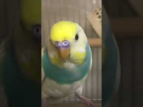 ハッ!!!!! となるインコ #shorts #セキセイインコ #budgie #かわいい #すいちゃん