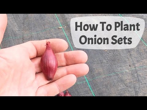 How To Plant Onion Sets On A UK allotment