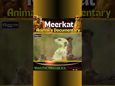 Watch Full Video on Meerkat Animal's Life Documentary | Creative Nature #animal #meerkat