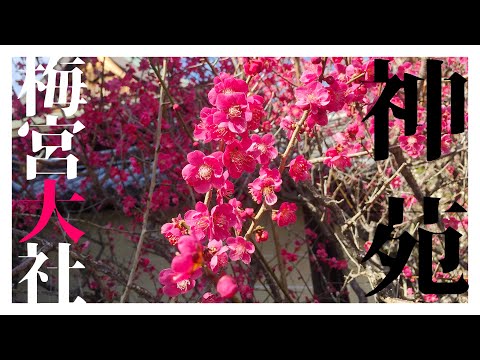 【朱印日記】梅宮大社狩獵梅花/神苑裡有倚梅園啊不/有梅園/你以為是甄嬛傳嗎/你清醒一點@梅宮大社