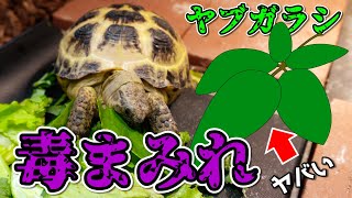 実は毒のカタマリ！？リクガメのエサとして最適な野草『ヤブガラシ』を徹底考察！！【シュウ酸】