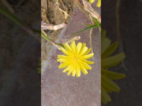 beauty of nature #nature #flowers #yellow #ytshorts #youtubeshorts