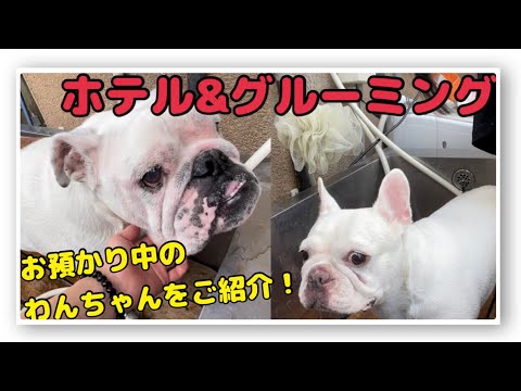 【ペットホテル】先日お預かりしたピーチちゃんとななちゃんのグルーミング動画🫧🐶