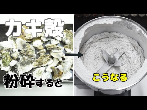 【牡蠣の殻パウダー】カキ殻を卓上粉砕機で粉末に加工（フリースピードミル）